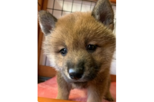 成約済の千葉県の柴犬-124447の1枚目